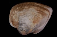 藏品(圓魁蛤(帽蚶))的圖片